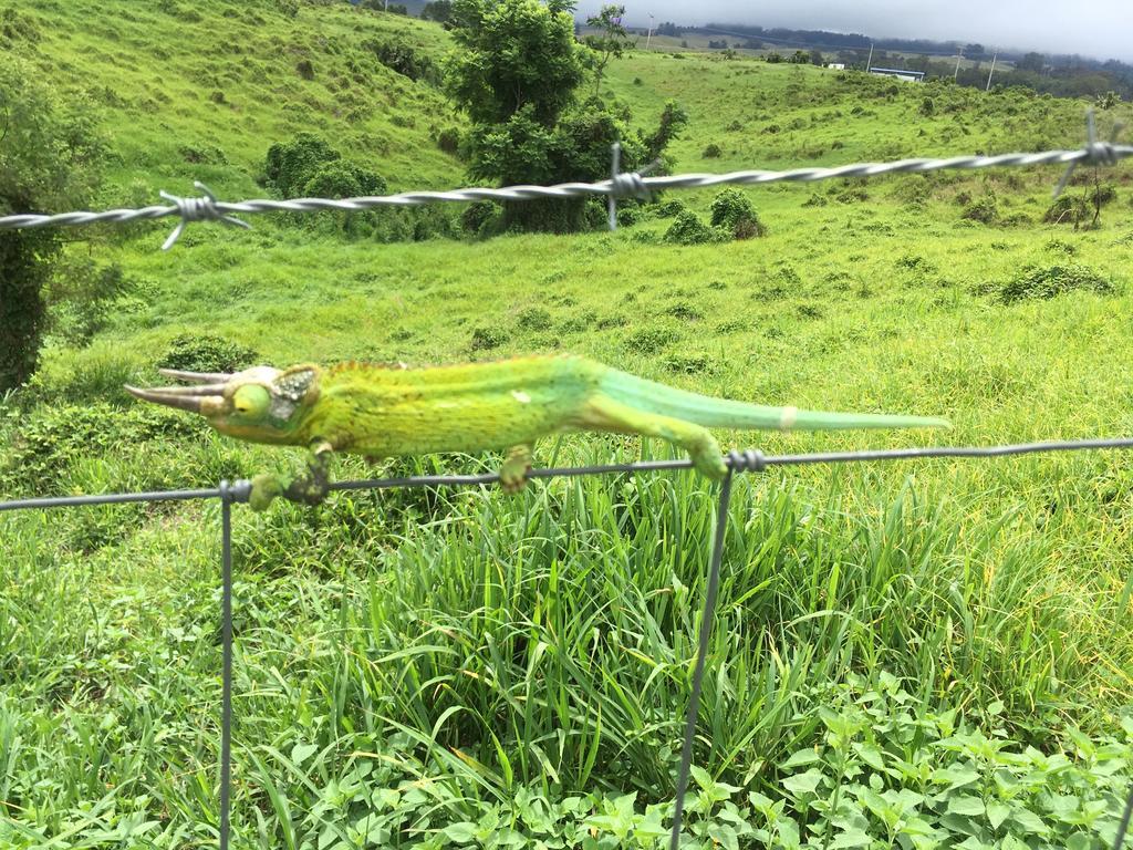 Ha'Le Kiana Bed and Breakfast Kula Buitenkant foto